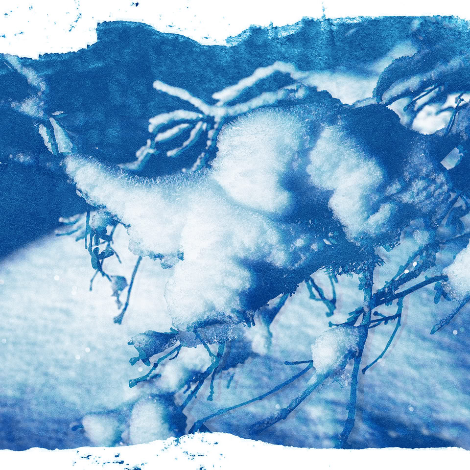 Image en cyanotype montrant des racines et des branches entrelacées sur un fond texturé.