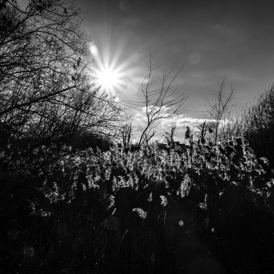 Paysage en noir et blanc avec des herbes hautes, des arbres nus et le soleil brillant à travers les nuages.