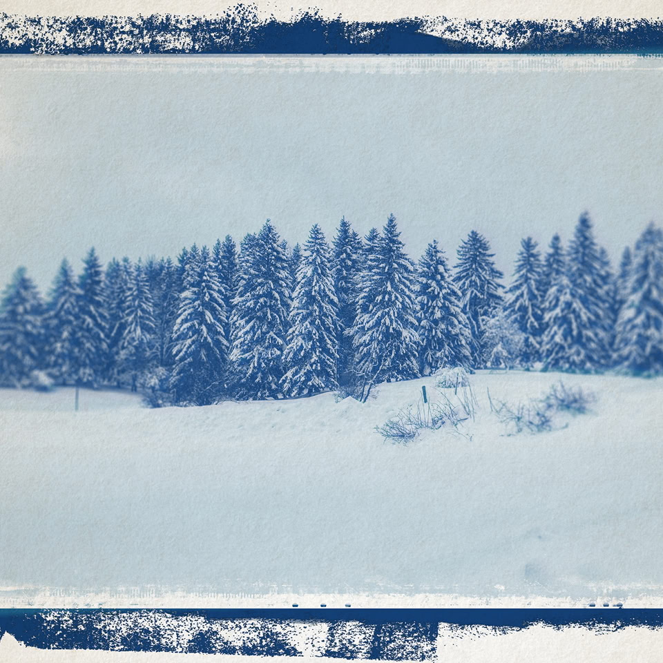 Image en cyanotype montrant une rangée d'arbres enneigés sur un champ blanc.