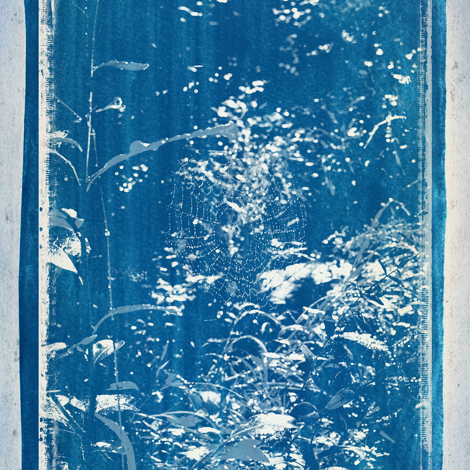 Image d'une impression cyanotype montrant des formes végétales blanches sur fond bleu.