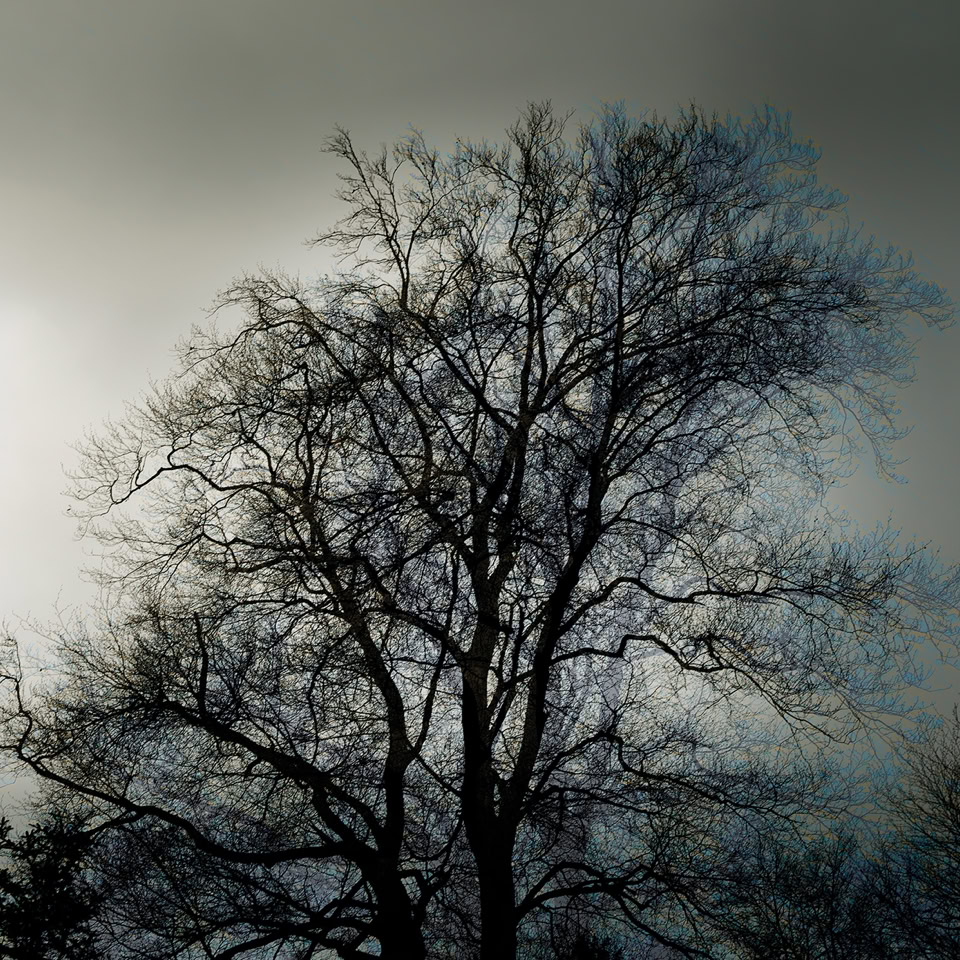 Arbre dénudé avec des branches fines silhouetté contre un ciel nuageux.