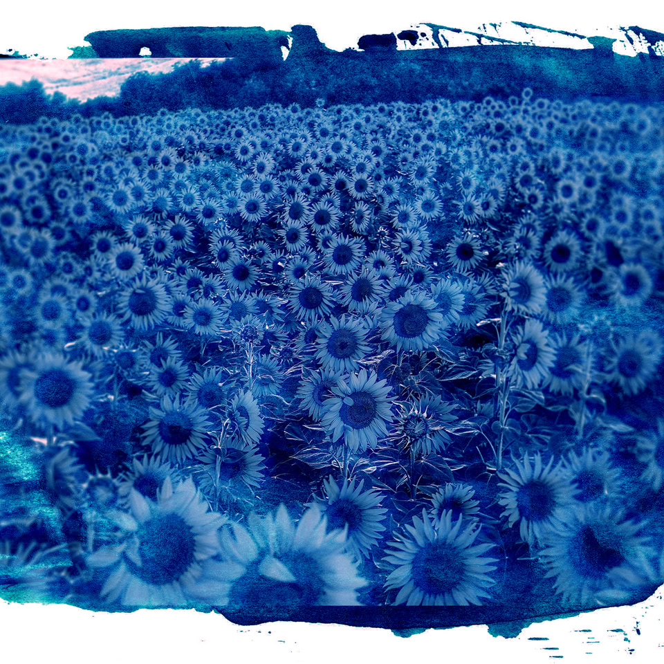 Image d'un champ de tournesols en bleu avec un effet artistique.