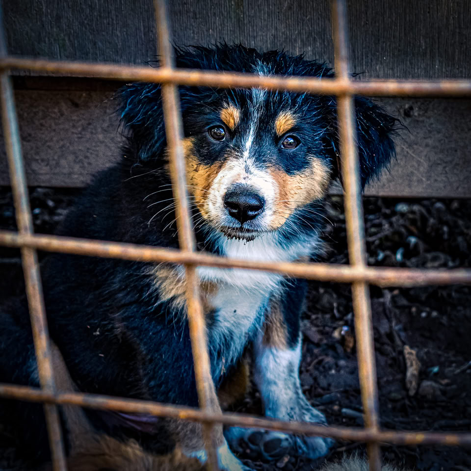 Chiot noir et blanc avec des taches marron, assis derrière une grille métallique.