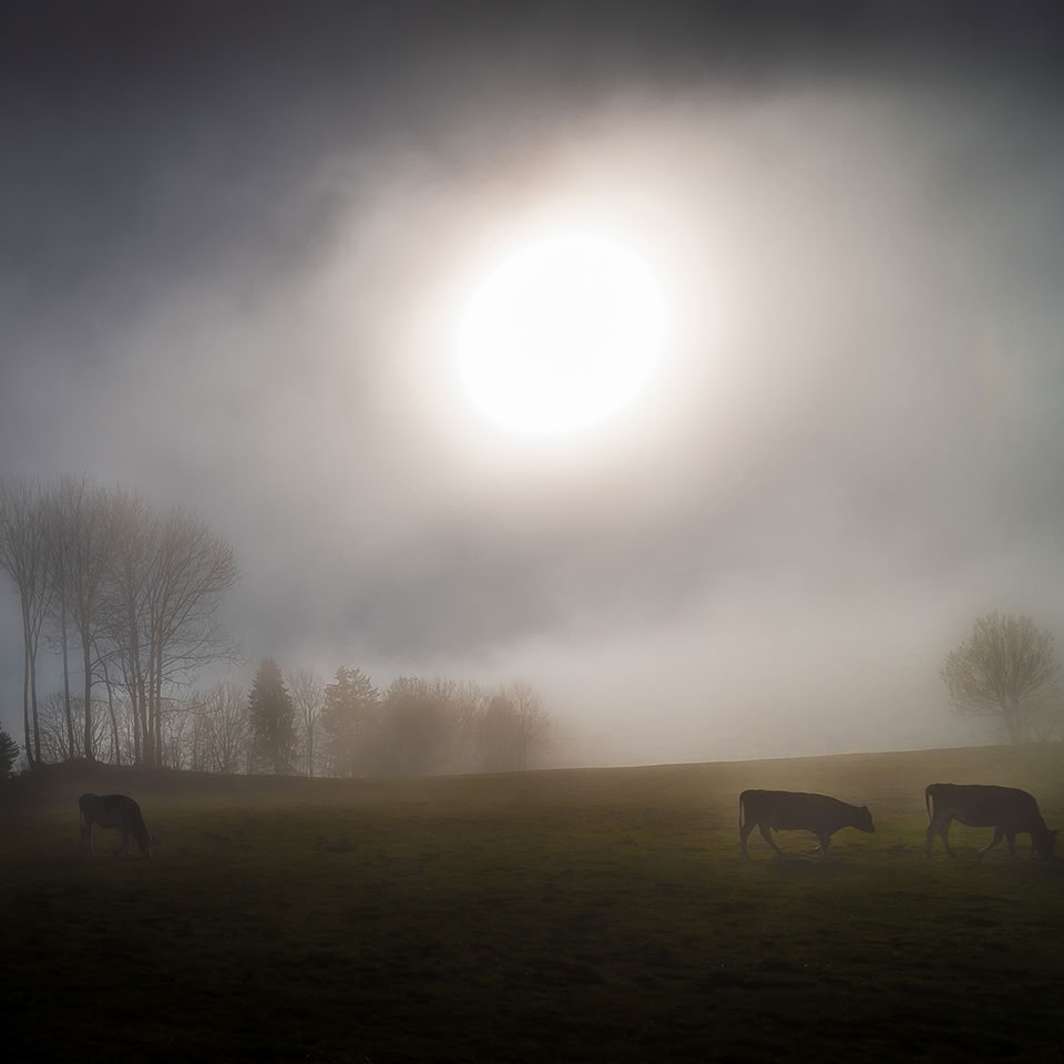 Paysage brumeux avec des arbres à gauche et des vaches paissant sur une colline sous un ciel nuageux.