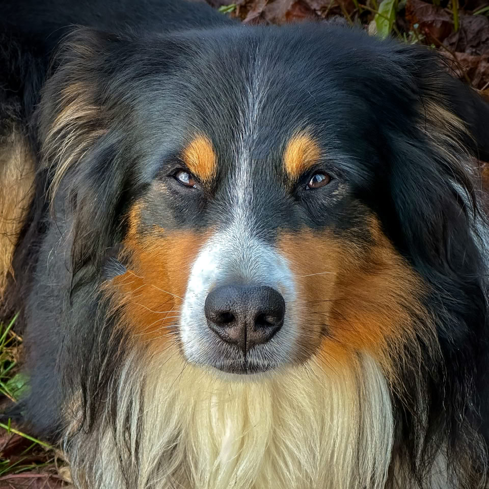 Chien noir et blanc avec des marques brunes, couché sur des feuilles.