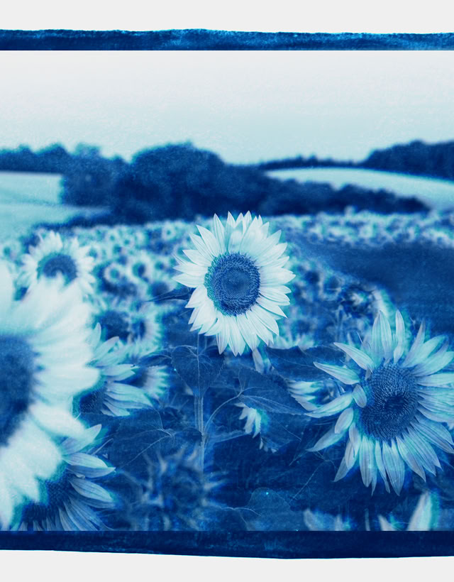 Champs de tournesols à Aignes dans le sud de la France