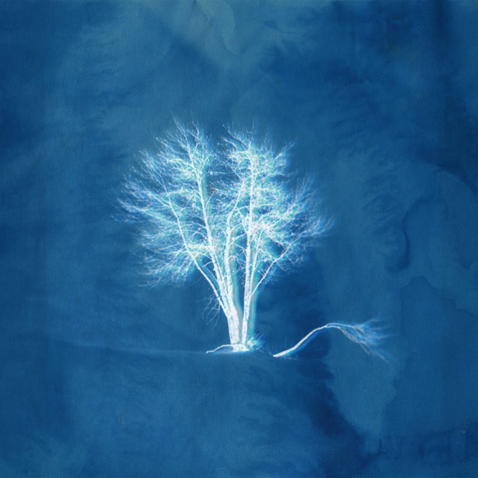 Image d'un arbre blanc lumineux sur un fond bleu foncé.