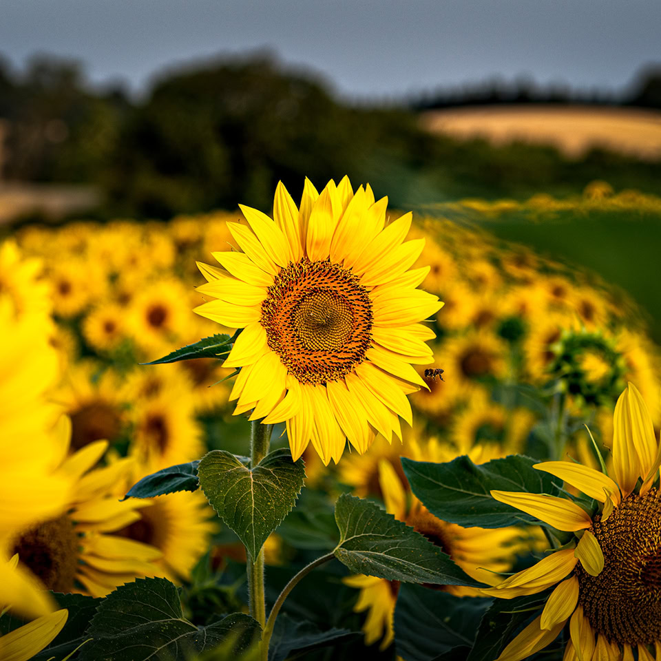 Champ de tournesols avec des fleurs jaunes en gros plan, ciel bleu et arbres à l'arrière-plan.
