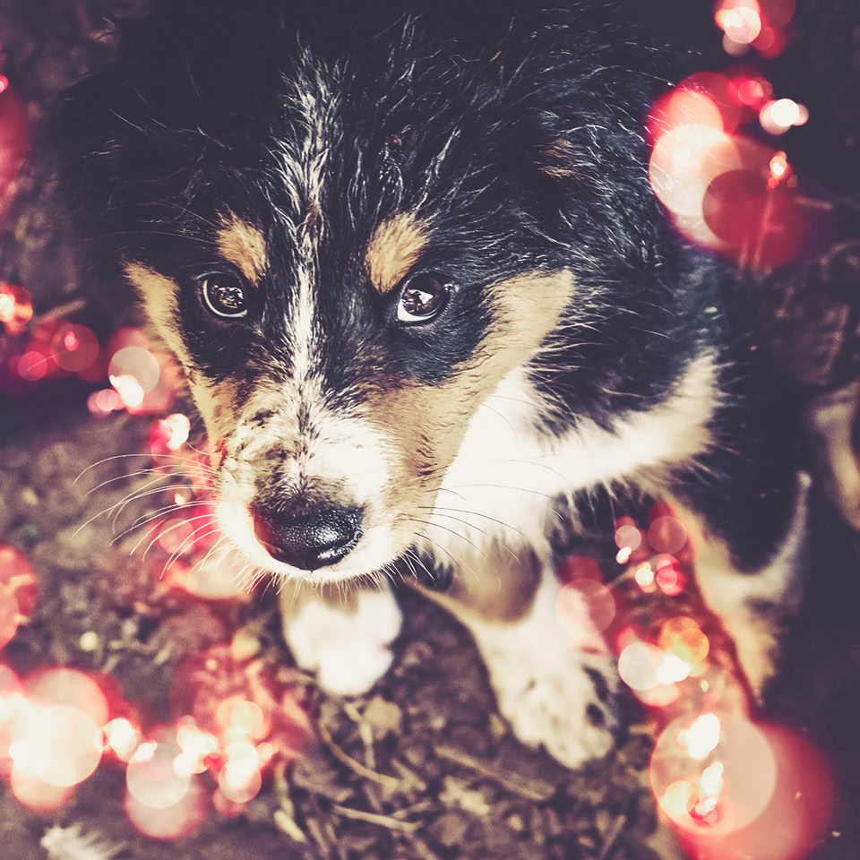 Chien noir et blanc entouré de lumières floues rouges.