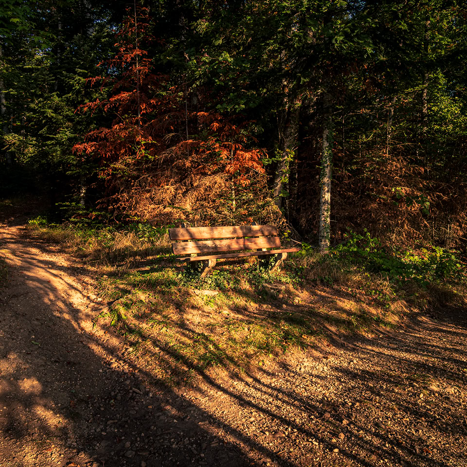 Sentier forestier avec des arbres verts et un arbre aux feuilles rouges, éclairé par la lumière du soleil.