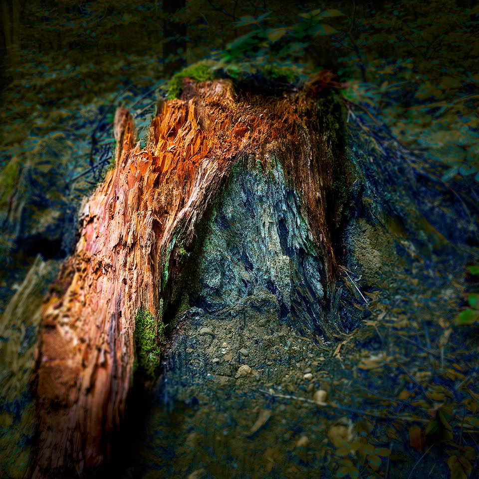 Vieille souche d'arbre avec écorce rougeâtre sur un sol forestier sombre.