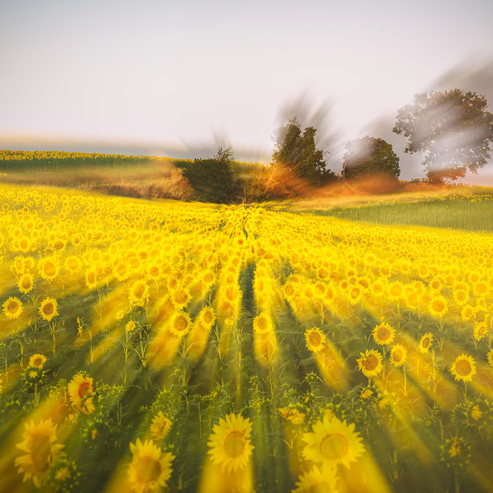 Champ de tournesols avec des arbres flous à l'arrière-plan.