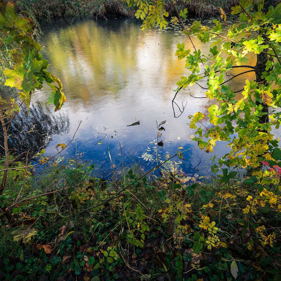 Vue d'un étang entouré de végétation verte avec des reflets d'arbres dans l'eau.