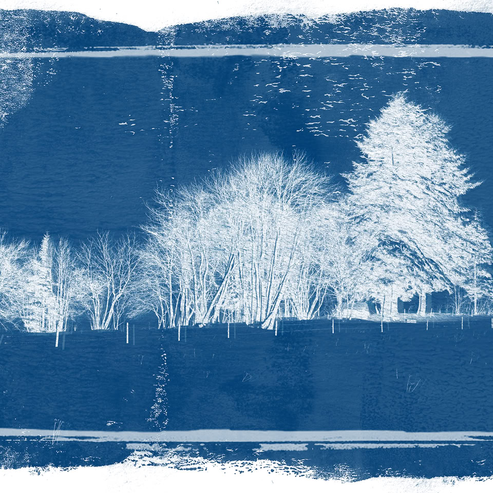 Image en cyanotype montrant des arbres blancs sur un fond bleu.