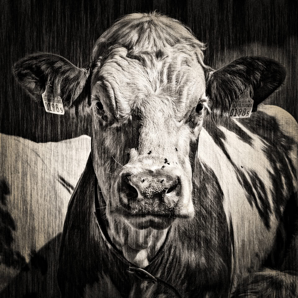 Illustration en noir et blanc d'une vache avec des taches sombres, vue de face.