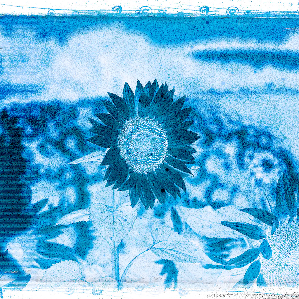 Image en cyanotype montrant des tournesols avec un arrière-plan flou.