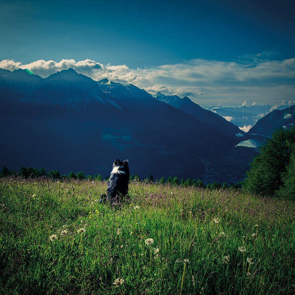 Chien noir et blanc assis dans un champ fleuri avec des montagnes enneigées en arrière-plan sous un ciel bleu.