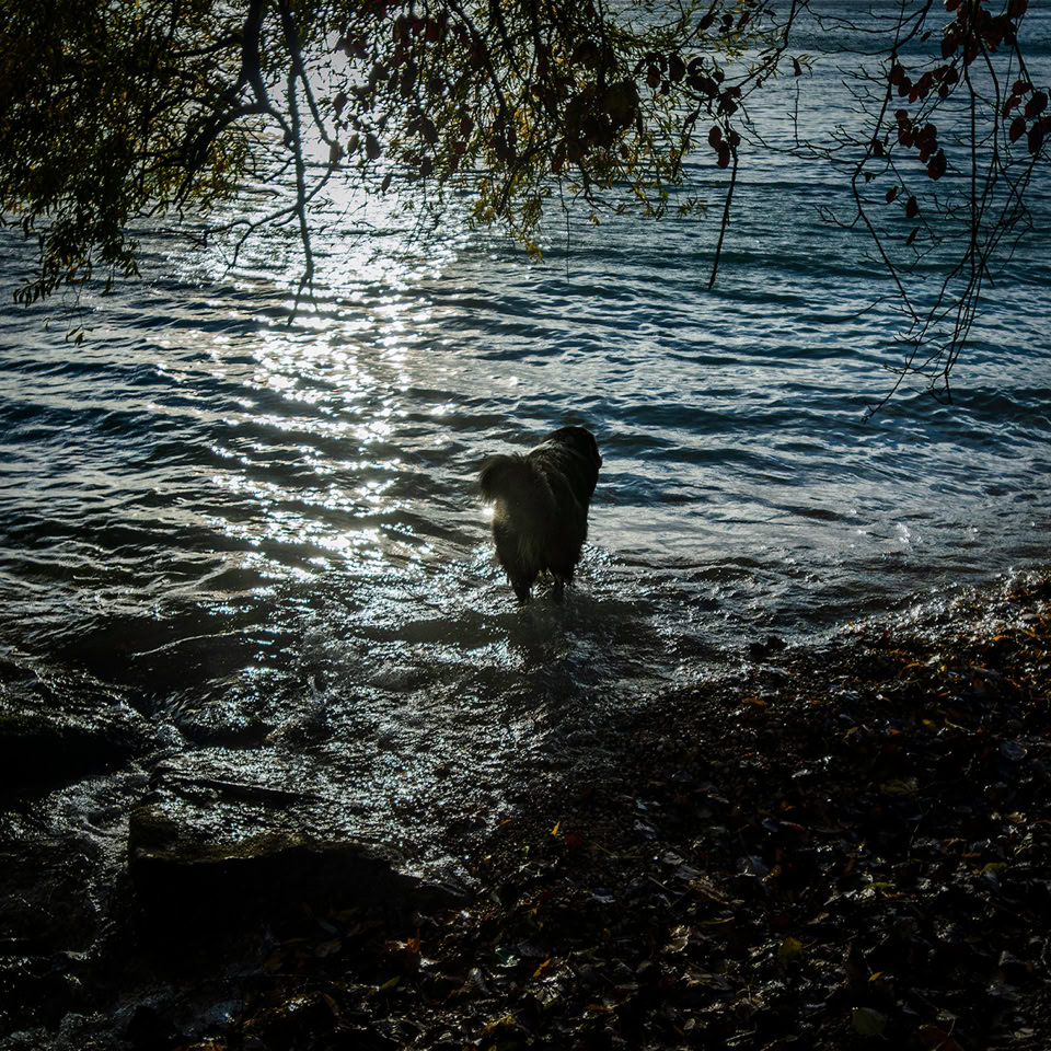 Chien marchant dans l'eau près du rivage, entouré de branches d'arbres et de feuilles.