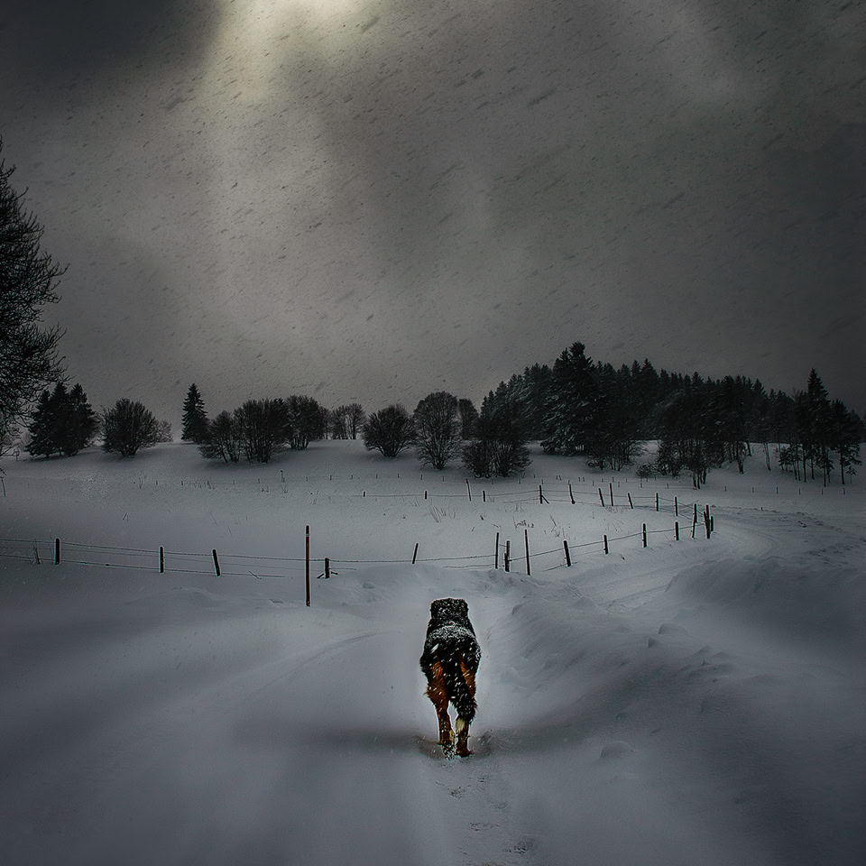 Un chien marche sur un chemin enneigé sous un ciel nuageux avec le soleil voilé.